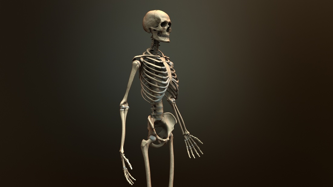 Anatomical Human Male Skeleton