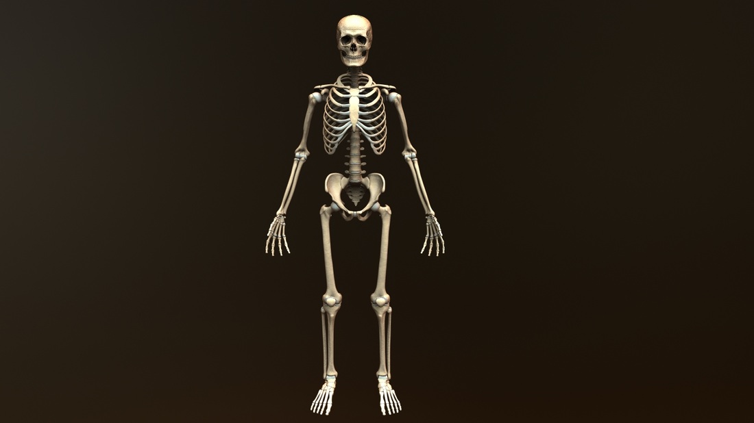 Anatomical Skeleton